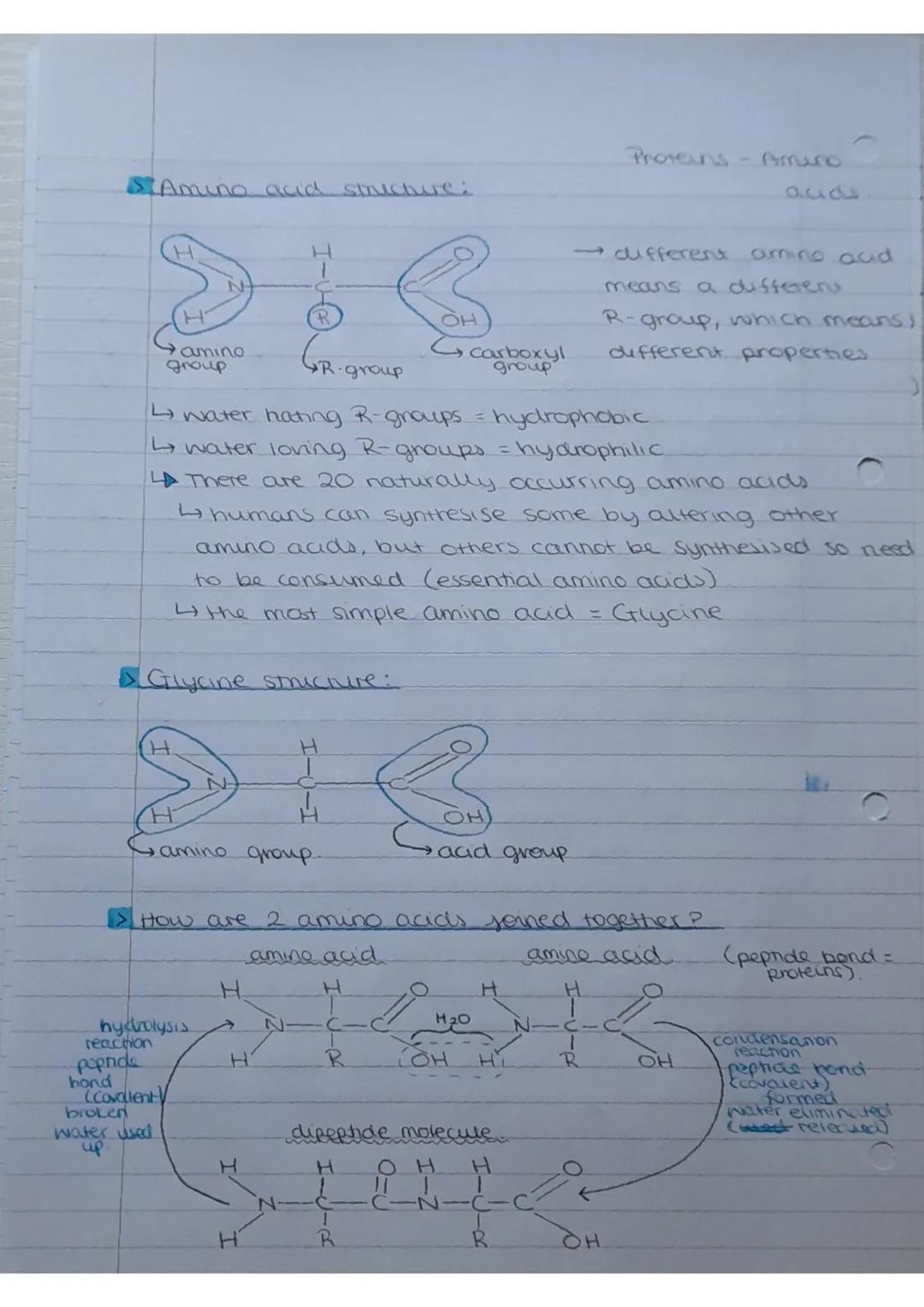 # Amino acid structure:
Proteins - Amuro
aude


→ amino
group
R-group
OH
carboxyl
→different amino acid
means a differer
R-group, which mean