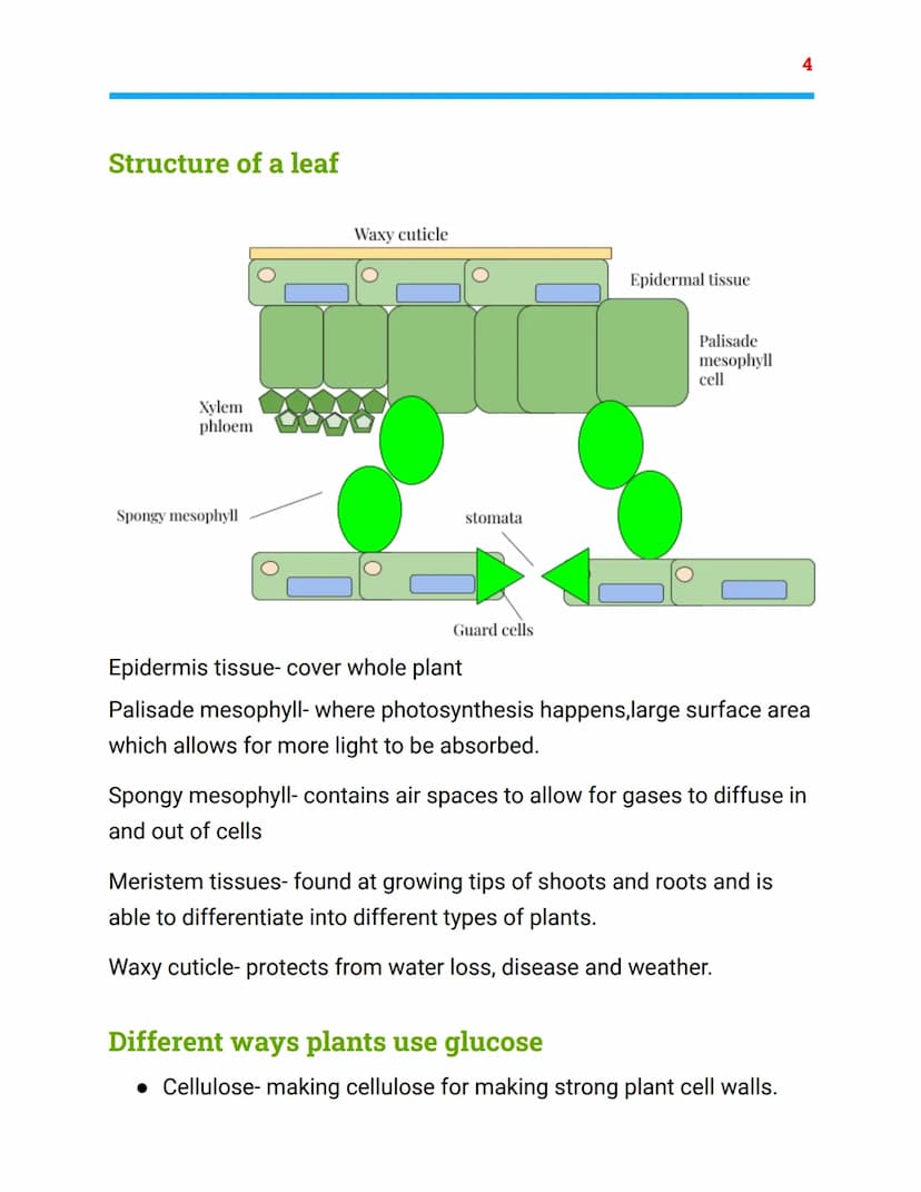 =
Bioenergetics
Biology Topic 2- AQA combined science
Photosynthesis
light
Carbon dioxide + Water → oxygen + glucose
6CO2 + 6H20 → 602 + C6H