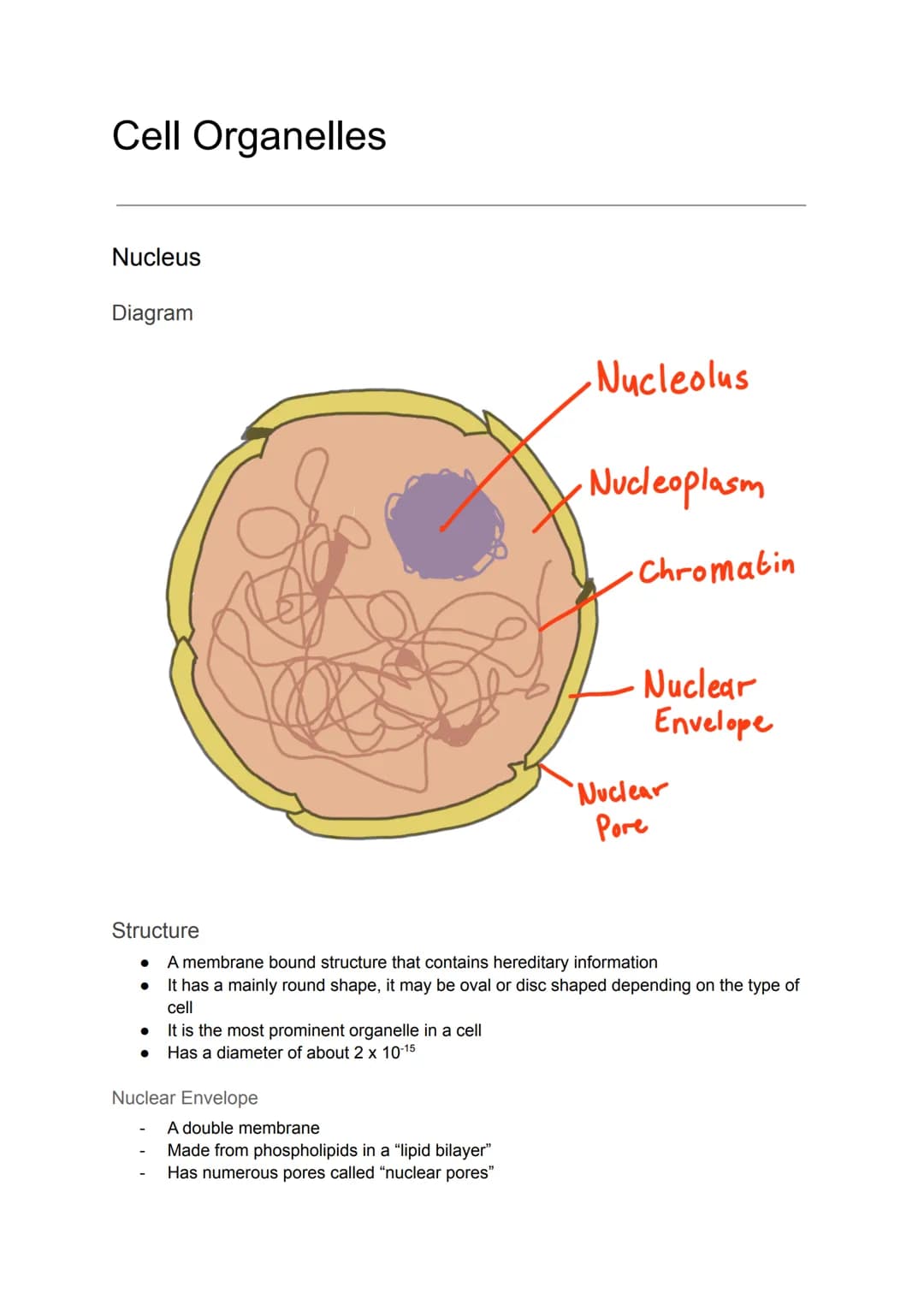 Cell Organelles
Nucleus
Diagram
It is the most prominent organelle in a cell
● Has a diameter of about 2 x 10-15
Nuclear Envelope
Nucleolus
