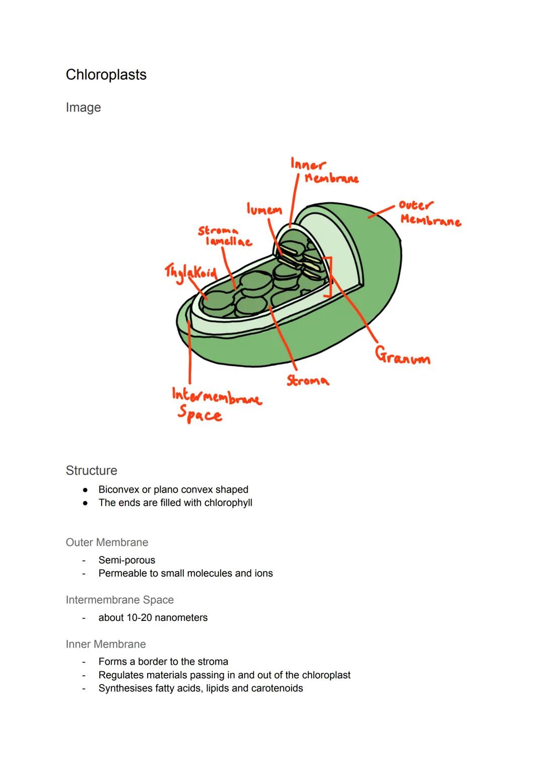 Cell Organelles
Nucleus
Diagram
It is the most prominent organelle in a cell
● Has a diameter of about 2 x 10-15
Nuclear Envelope
Nucleolus
