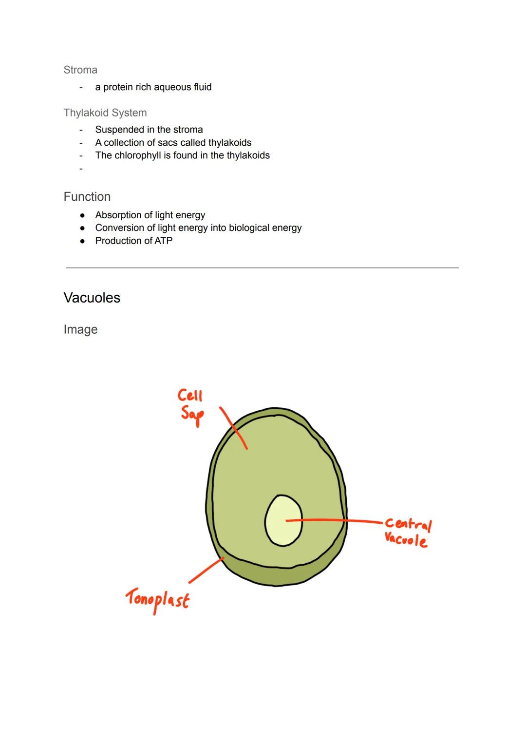 Cell Organelles
Nucleus
Diagram
It is the most prominent organelle in a cell
● Has a diameter of about 2 x 10-15
Nuclear Envelope
Nucleolus
