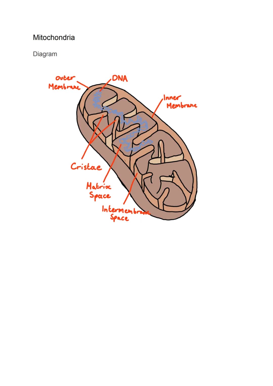 Cell Organelles
Nucleus
Diagram
It is the most prominent organelle in a cell
● Has a diameter of about 2 x 10-15
Nuclear Envelope
Nucleolus
