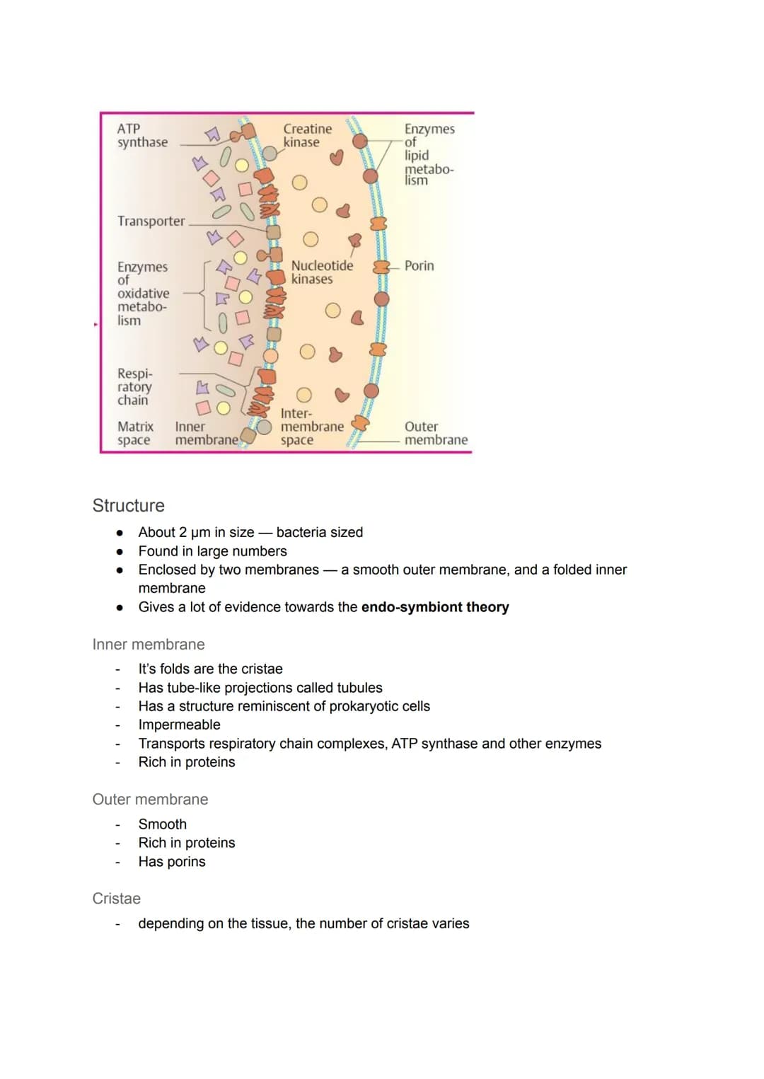 Cell Organelles
Nucleus
Diagram
It is the most prominent organelle in a cell
● Has a diameter of about 2 x 10-15
Nuclear Envelope
Nucleolus
