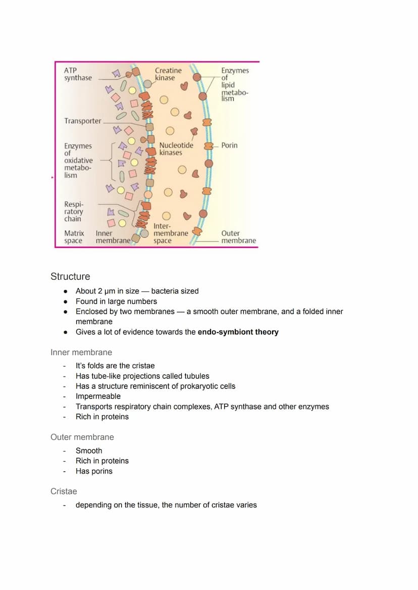 Cell Organelles
Nucleus
Diagram
It is the most prominent organelle in a cell
● Has a diameter of about 2 x 10-15
Nuclear Envelope
Nucleolus
