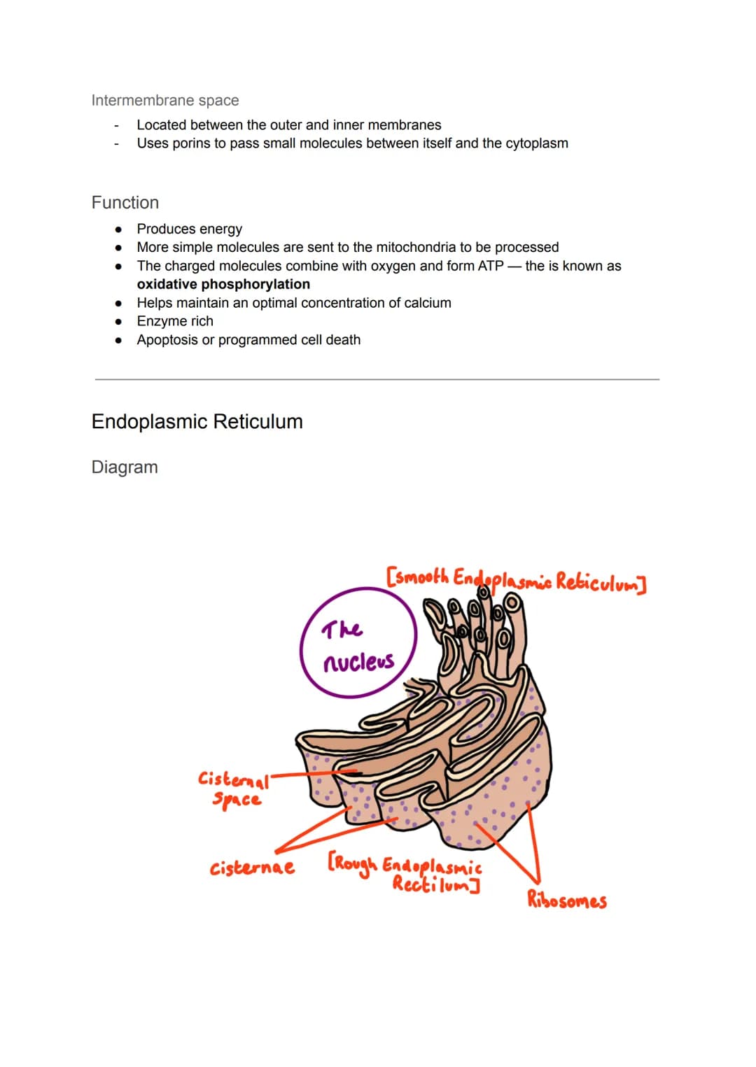 Cell Organelles
Nucleus
Diagram
It is the most prominent organelle in a cell
● Has a diameter of about 2 x 10-15
Nuclear Envelope
Nucleolus
