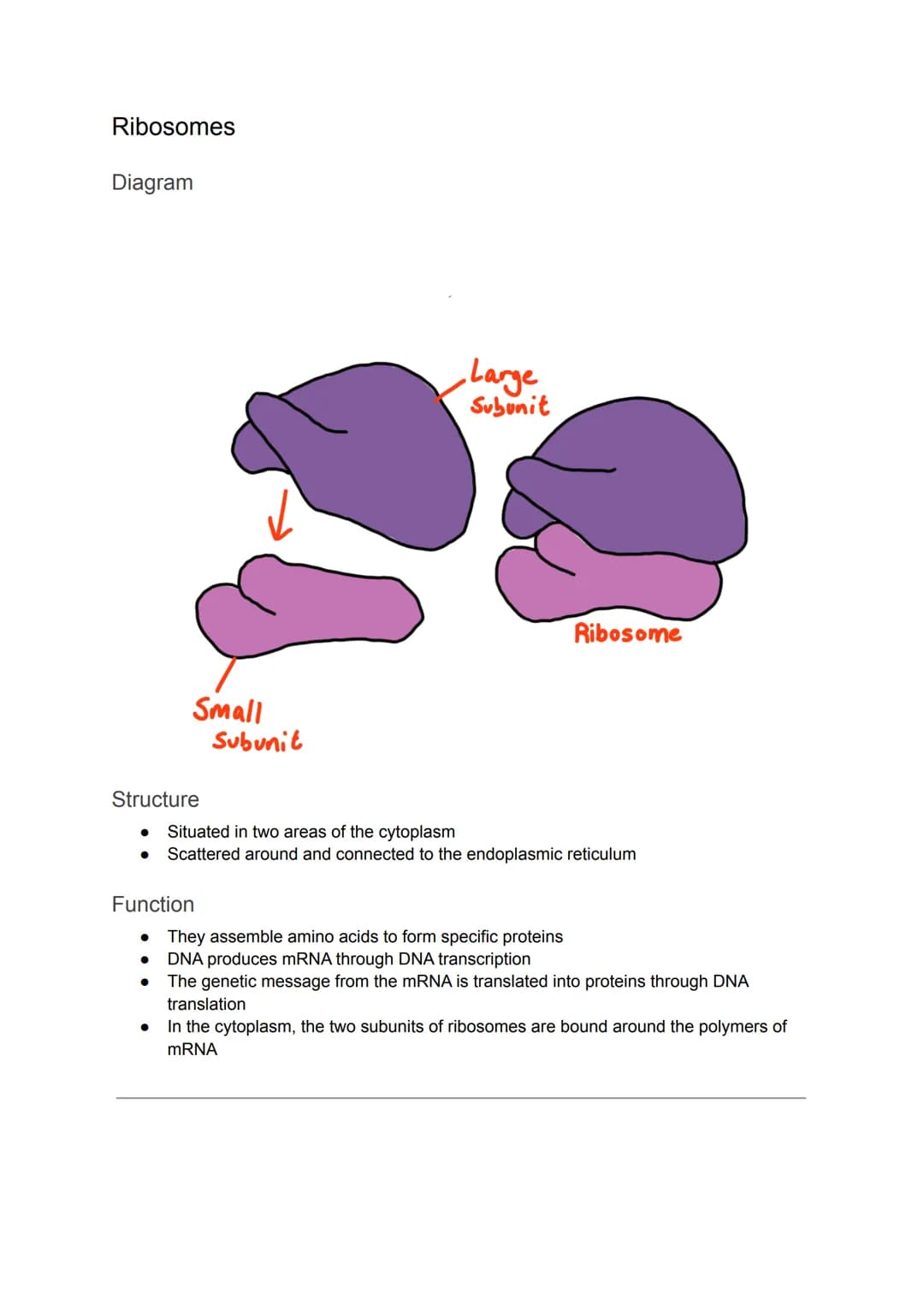 Cell Organelles
Nucleus
Diagram
It is the most prominent organelle in a cell
● Has a diameter of about 2 x 10-15
Nuclear Envelope
Nucleolus
