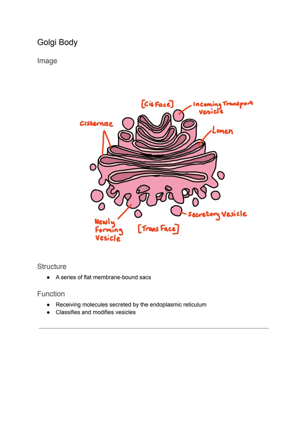 Cell Organelles
Nucleus
Diagram
It is the most prominent organelle in a cell
● Has a diameter of about 2 x 10-15
Nuclear Envelope
Nucleolus
