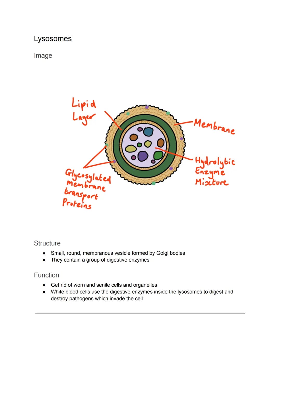 Cell Organelles
Nucleus
Diagram
It is the most prominent organelle in a cell
● Has a diameter of about 2 x 10-15
Nuclear Envelope
Nucleolus
