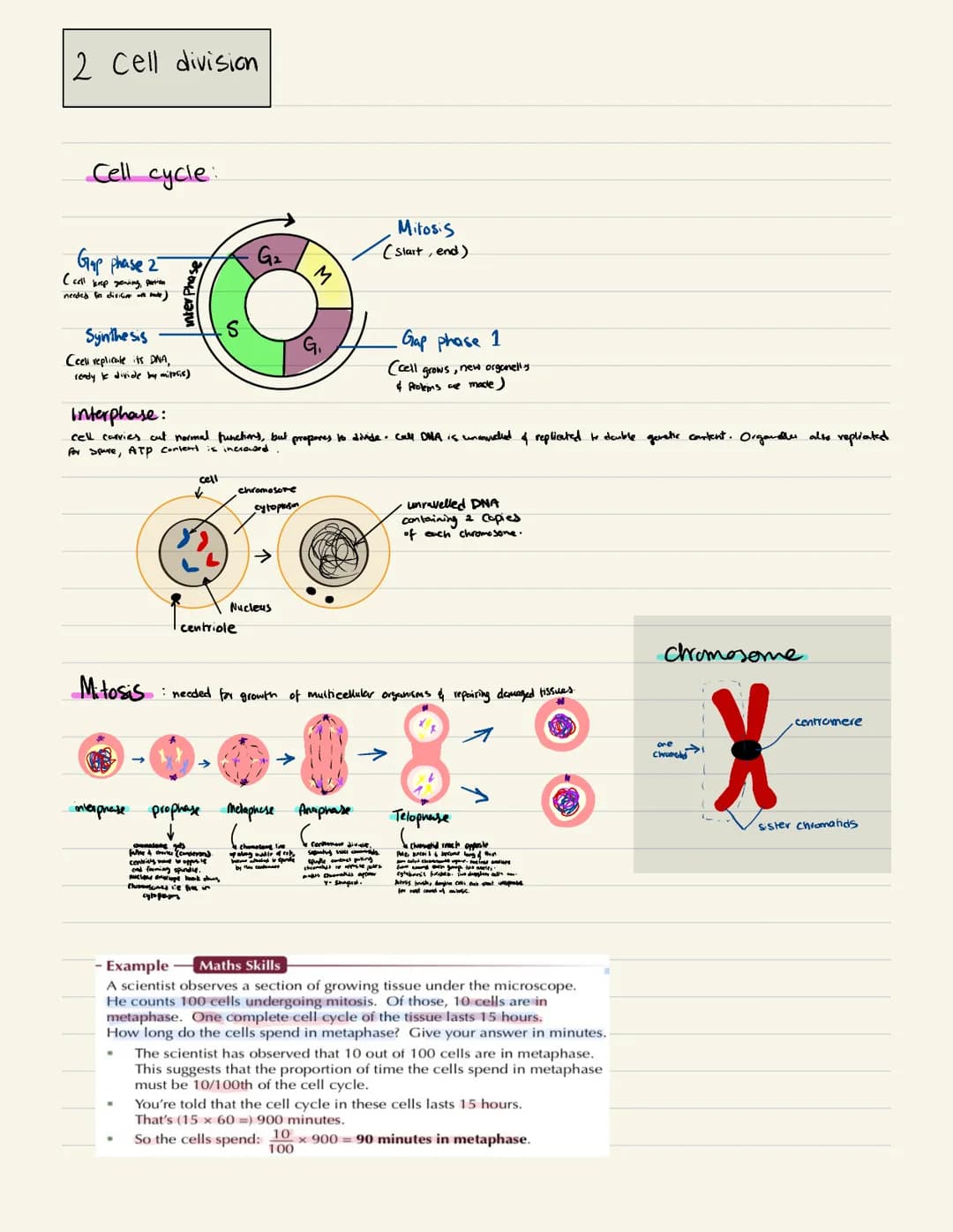 2 Cell
Cell cycle:
Gap phase 2
(cell krop gewing, pertin
needed for division of bade)
division
Synthesis
Ceell replicate its DNA,
ready to d