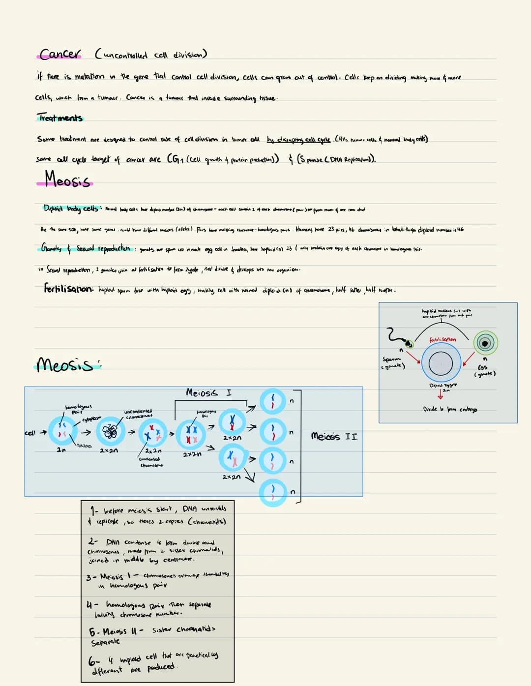 2 Cell
Cell cycle:
Gap phase 2
(cell krop gewing, pertin
needed for division of bade)
division
Synthesis
Ceell replicate its DNA,
ready to d