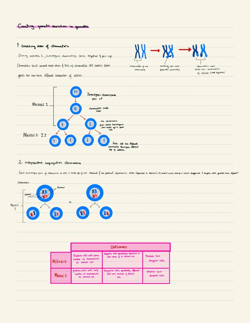 2 Cell
Cell cycle:
Gap phase 2
(cell krop gewing, pertin
needed for division of bade)
division
Synthesis
Ceell replicate its DNA,
ready to d