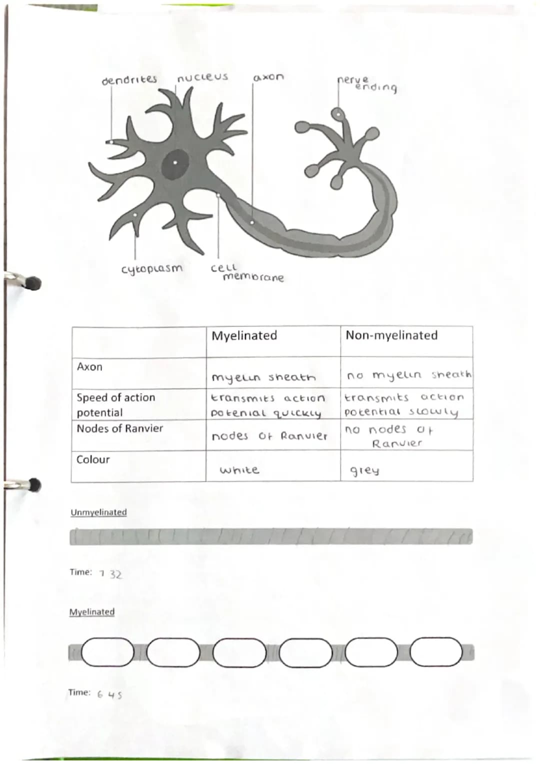 Nerve Cell