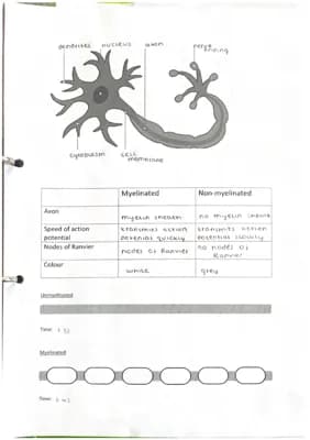 Know Nerve Cell thumbnail