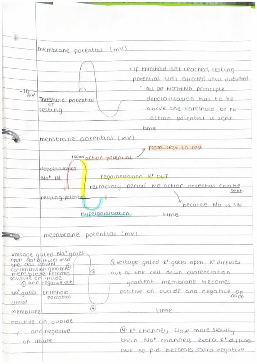 dendrites nucleus
Axon
Speed of action
potential
Nodes of Ranvier
Colour
cytoplasm
Unmyelinated
Time: 1 32
Myelinated
cell
Time: 645
axon
me