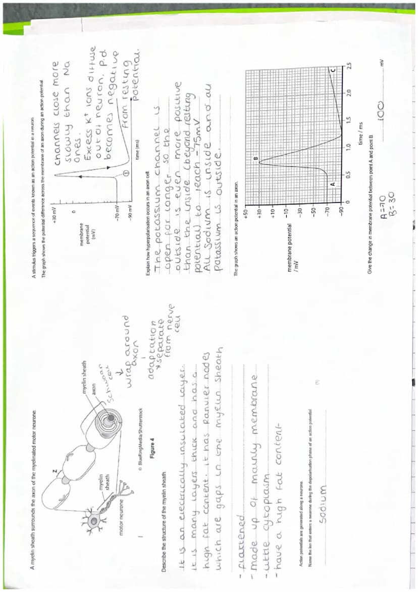 dendrites nucleus
Axon
Speed of action
potential
Nodes of Ranvier
Colour
cytoplasm
Unmyelinated
Time: 1 32
Myelinated
cell
Time: 645
axon
me