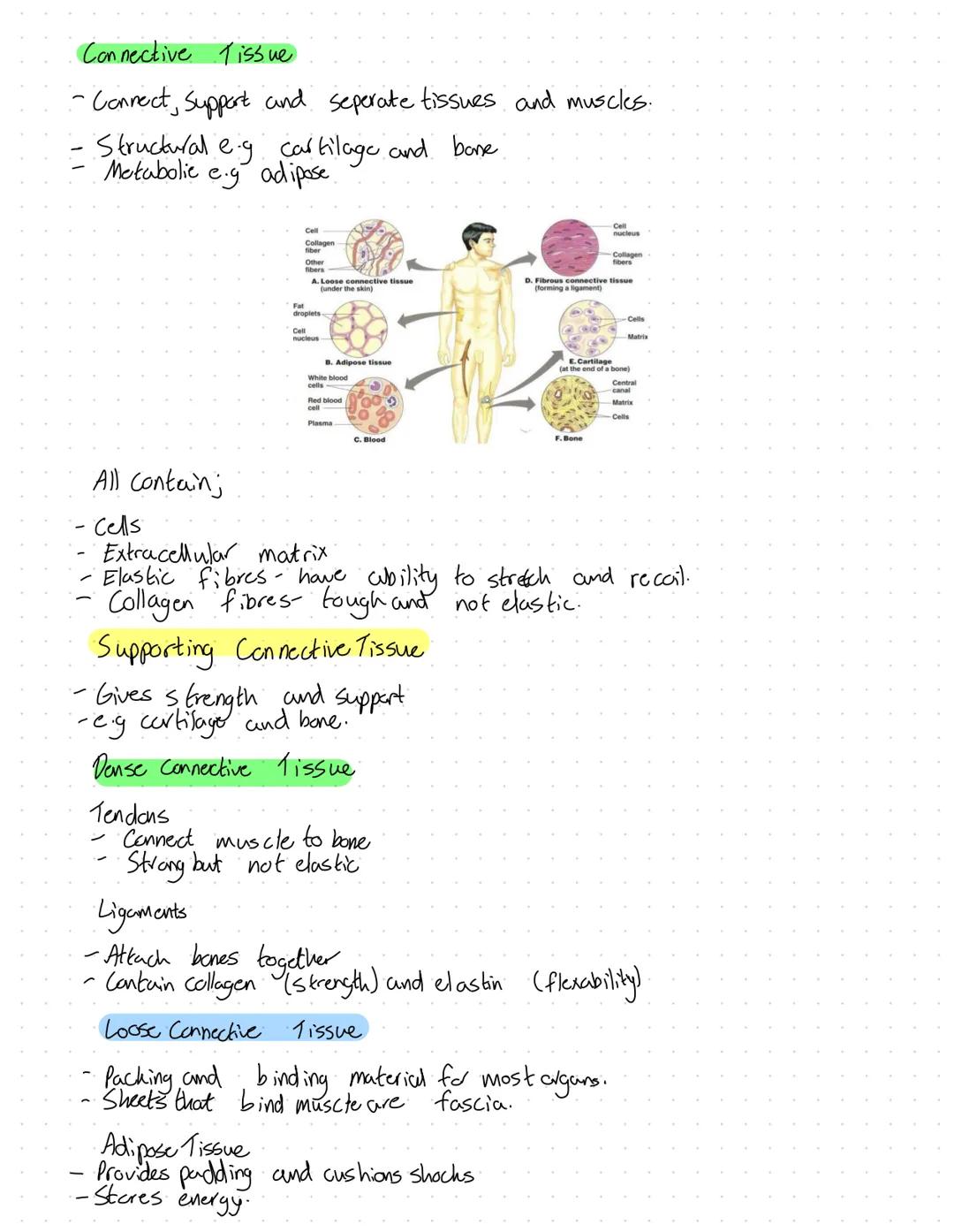Organelles
Nucleus
Surranded by nuclear envelope.
Has double membrane.
Function
of chromatin
Contains genetic material in the form
Chromatin