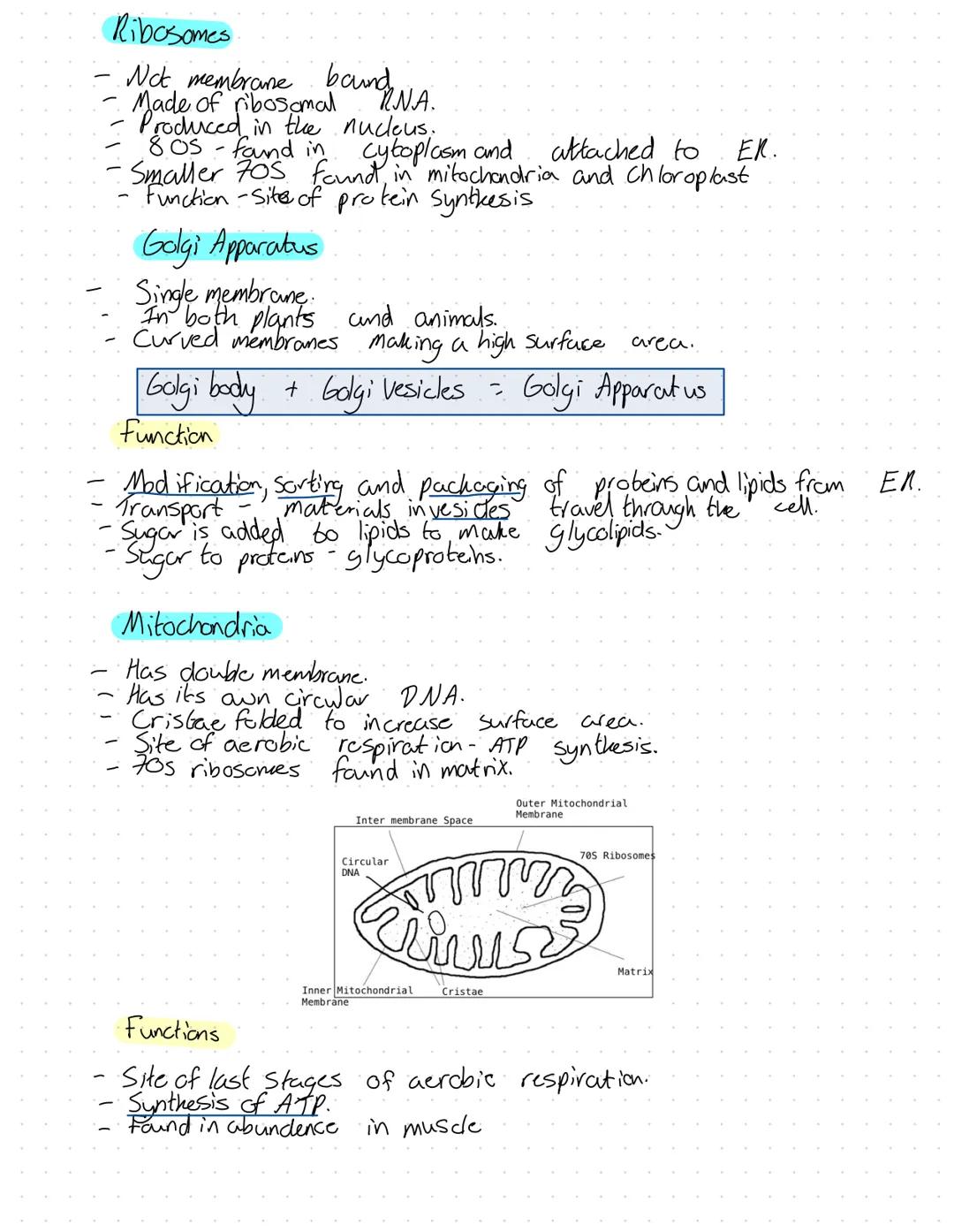 Organelles
Nucleus
Surranded by nuclear envelope.
Has double membrane.
Function
of chromatin
Contains genetic material in the form
Chromatin