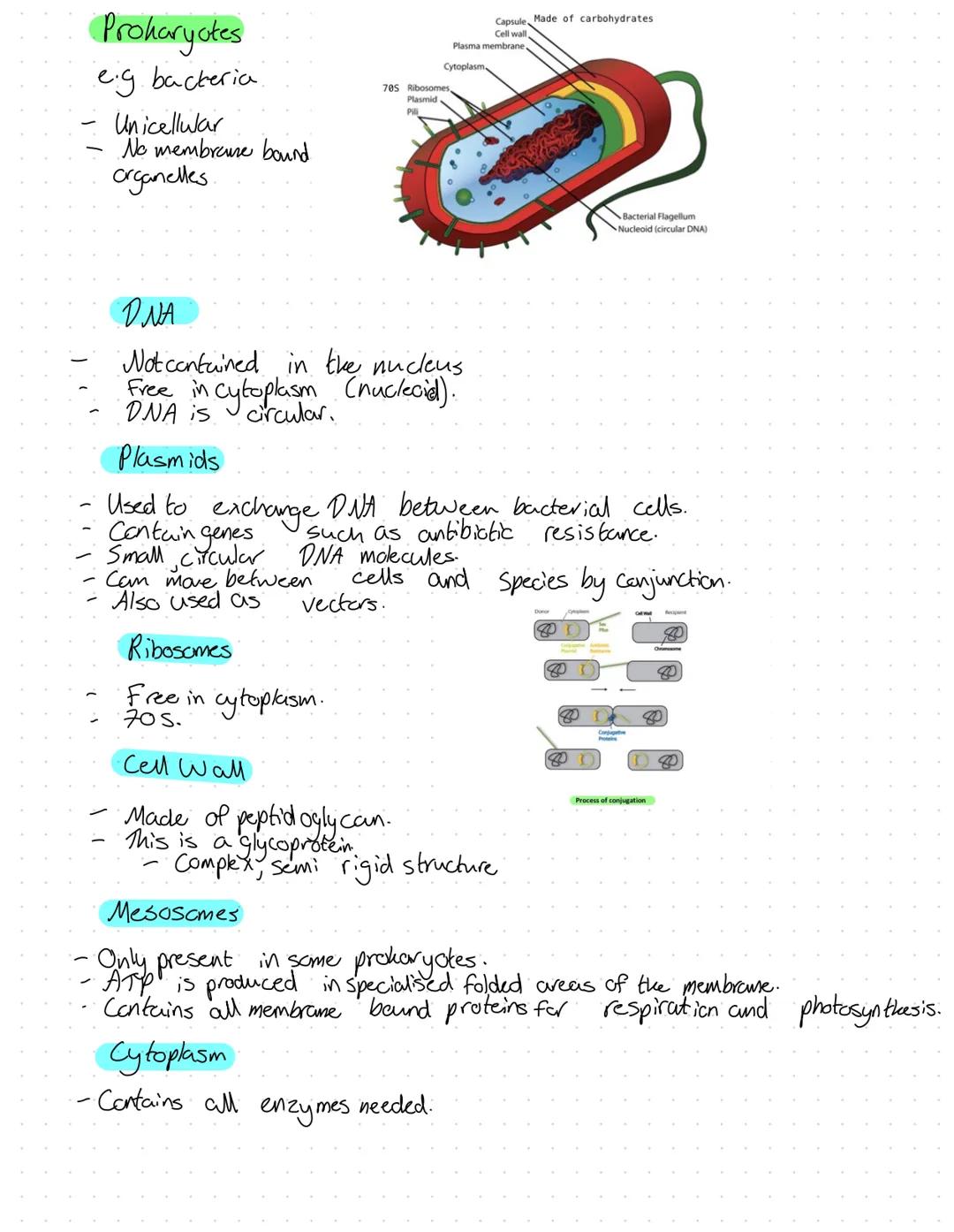 Organelles
Nucleus
Surranded by nuclear envelope.
Has double membrane.
Function
of chromatin
Contains genetic material in the form
Chromatin