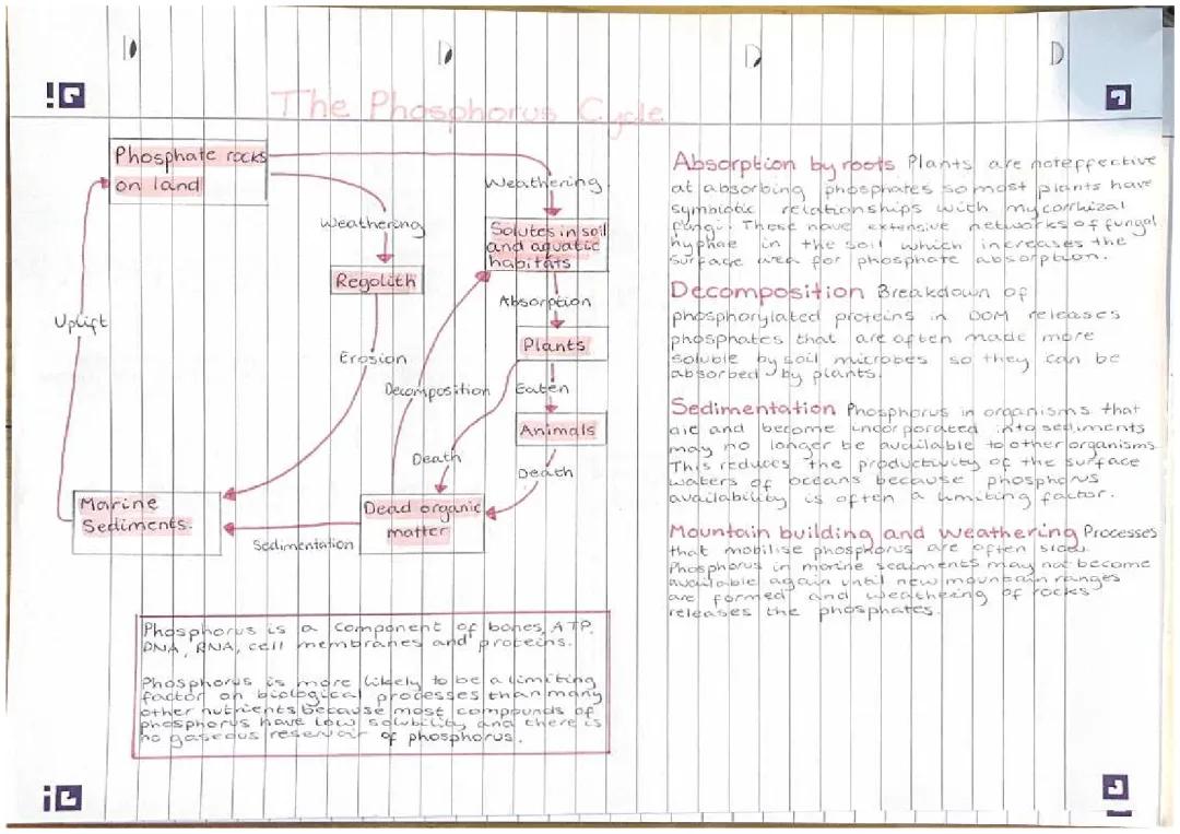 The Phosphorus Cycle