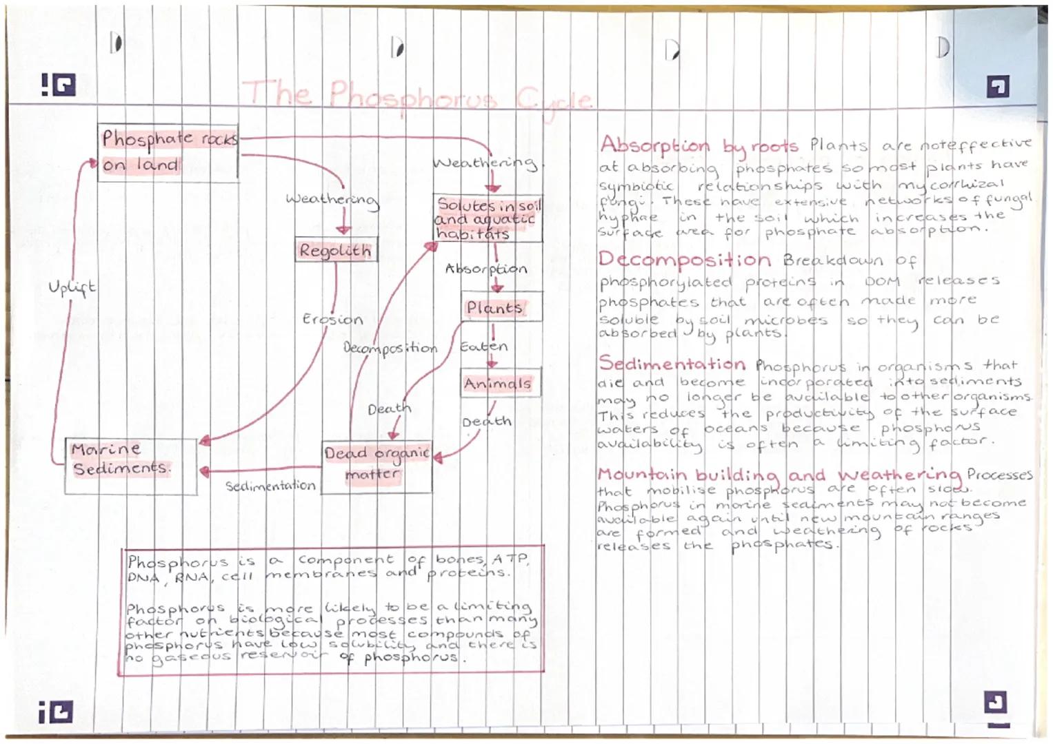 !G
Uplift
ic
The Phosphorus Curie.
Phosphate rocks-
on land
Marine
Sediments.
weathering
Regolith
Sedimentation
osion
Death
7
Weathering.
De