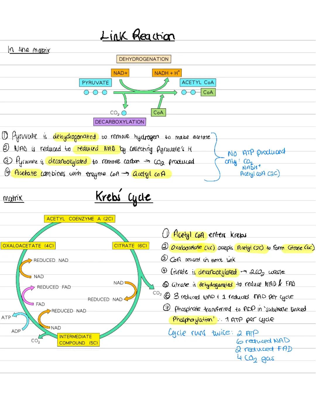 Kreb’s cycle and link reaction - Alevel Biology Unit 3 WJEC