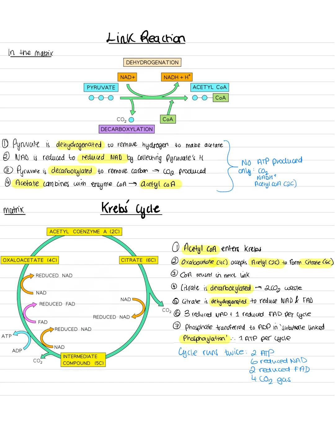In the matrix
matrix
OXALOACETATE (4C)
ATP
ADP
REDUCED NAD
NAD
1 Pyruvate is dehydrogenated to remove hydrogen to make acetate
2 NAO is redu