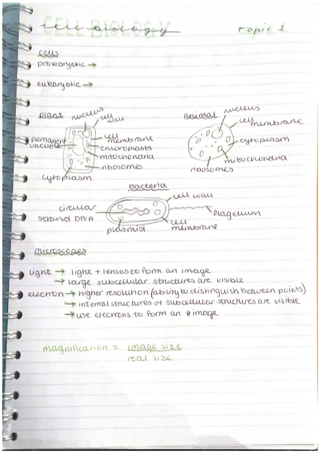 # cell biology

cells

prokaryotic $\rightarrow$

eukaryotic$\rightarrow$

plant nucleus

permanent
vacuole

cell
wall

cell
membrane

chlor
