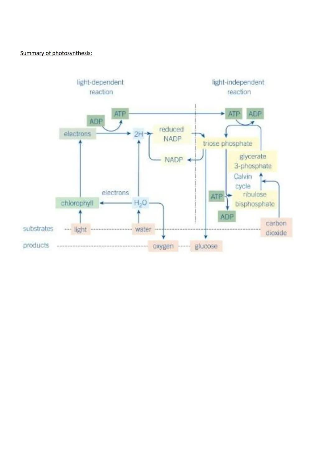 Lesson Title:
Overview of photosynthesis
Write the keywords for the lesson and describe them.
Word
Photosynthesis
Glucose
ATP
Photolysis
Co-