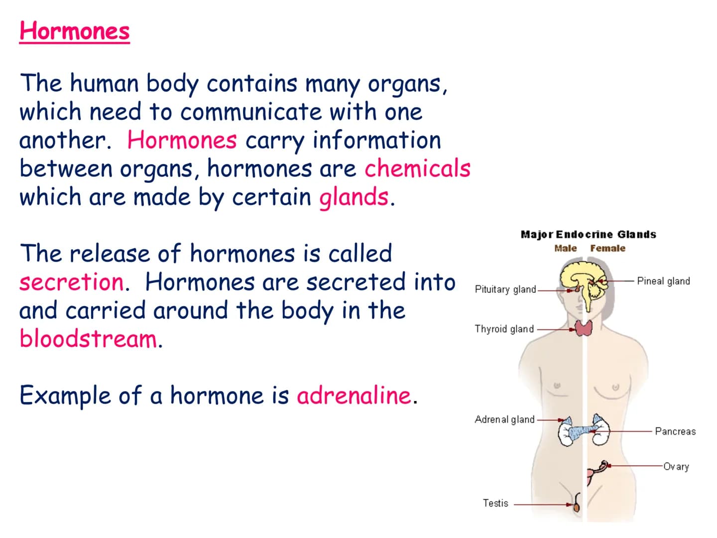 Hormones
The human body contains many organs,
which need to communicate with one
another. Hormones carry information.
between organs, hormon