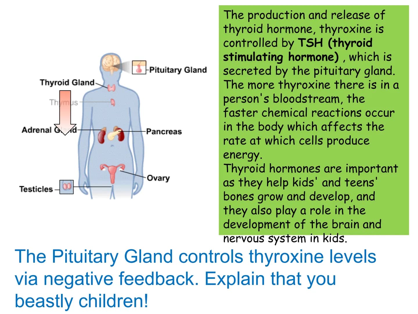 Hormones
The human body contains many organs,
which need to communicate with one
another. Hormones carry information.
between organs, hormon