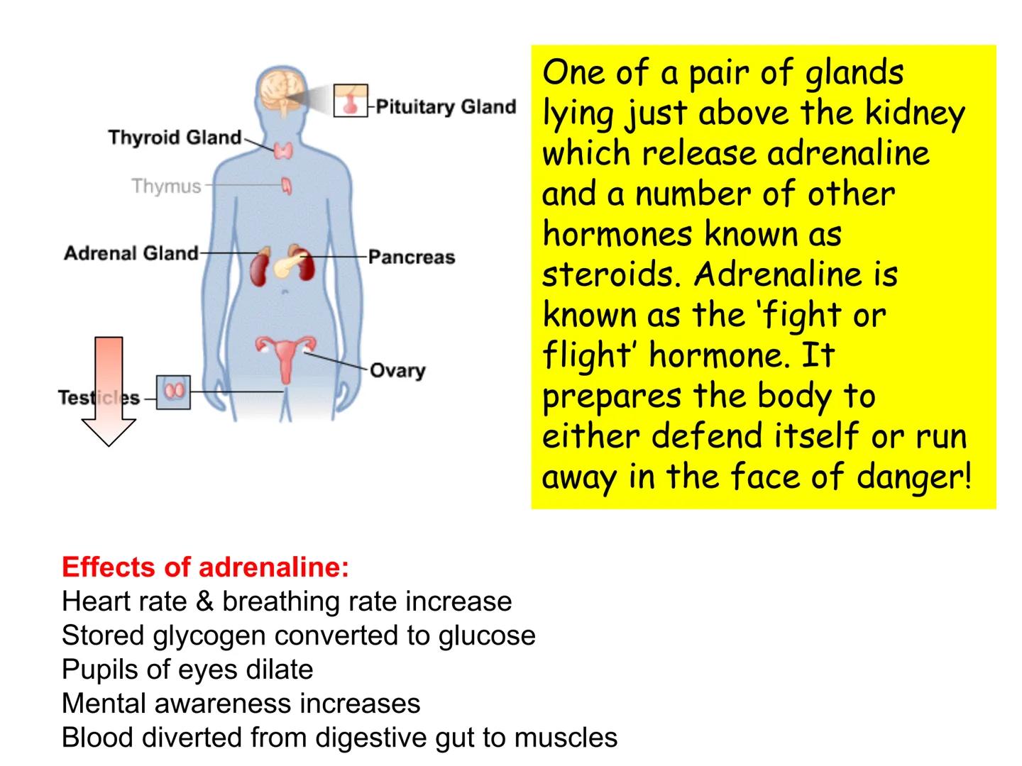 Hormones
The human body contains many organs,
which need to communicate with one
another. Hormones carry information.
between organs, hormon