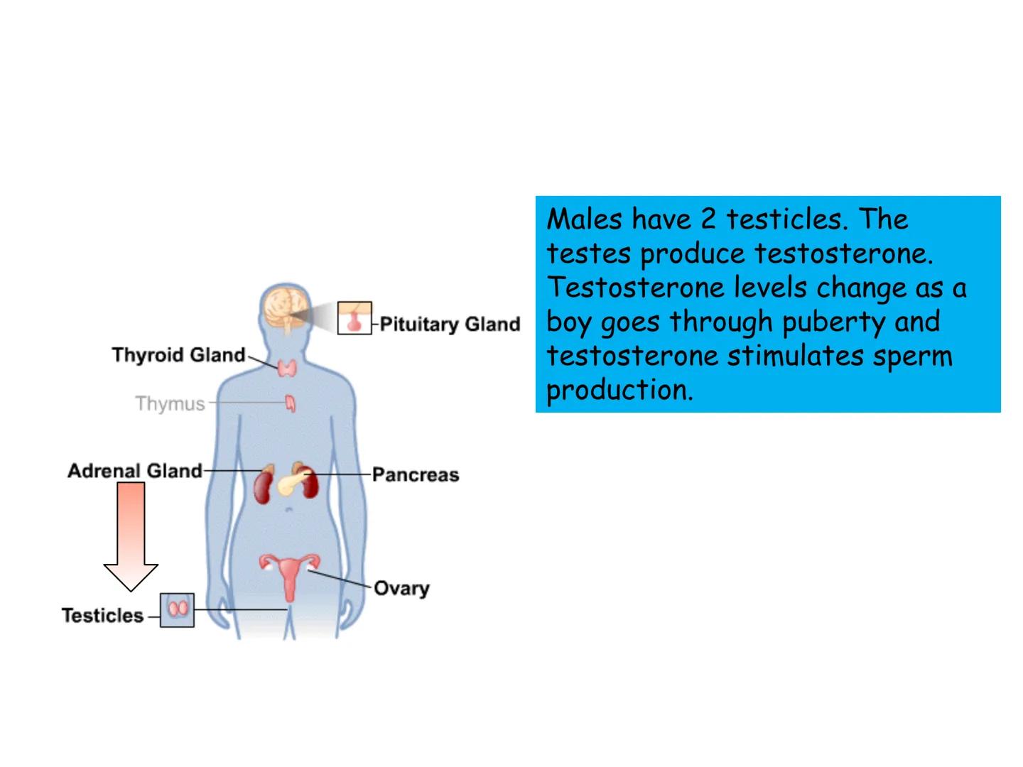 Hormones
The human body contains many organs,
which need to communicate with one
another. Hormones carry information.
between organs, hormon