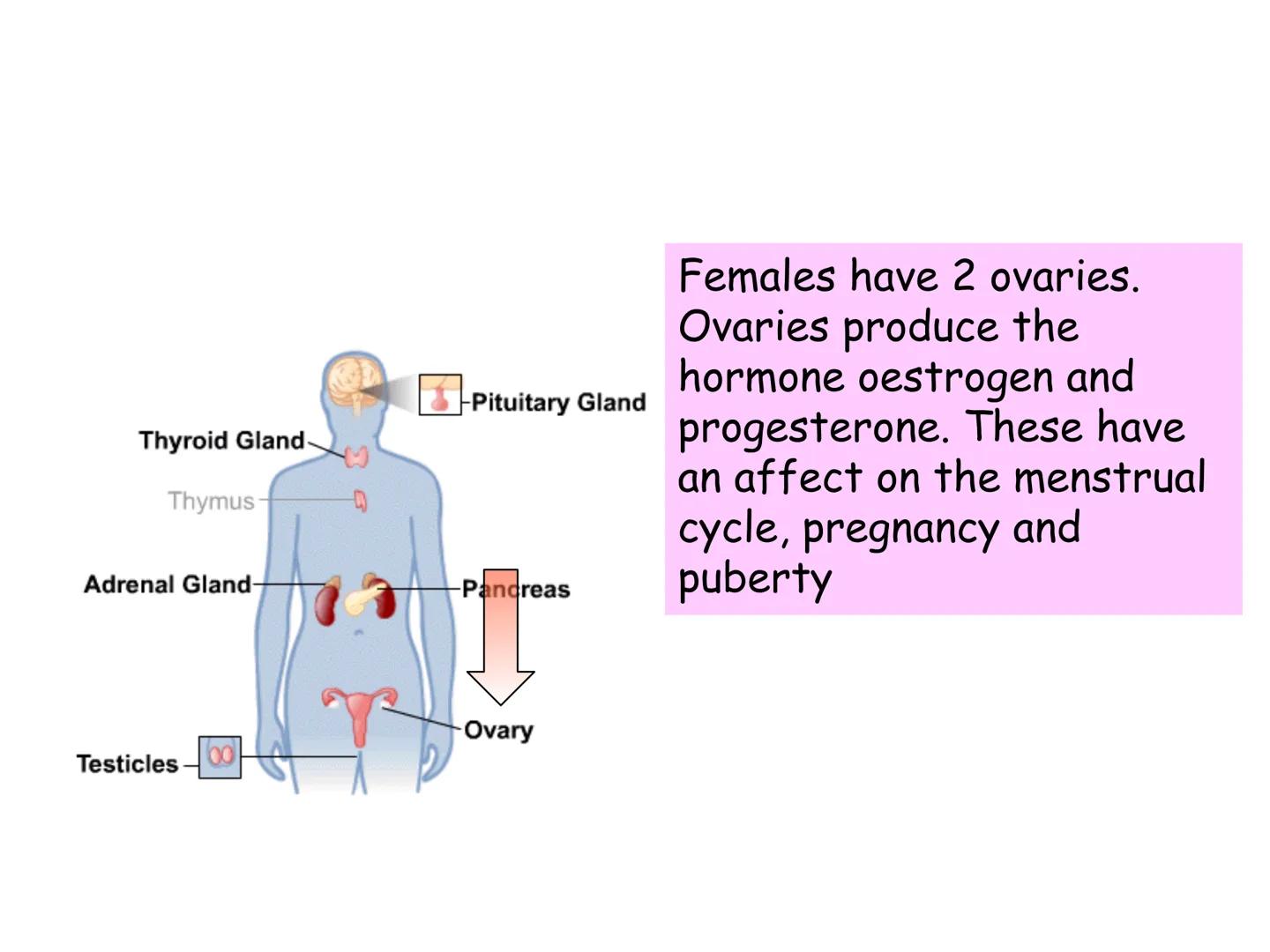 Hormones
The human body contains many organs,
which need to communicate with one
another. Hormones carry information.
between organs, hormon