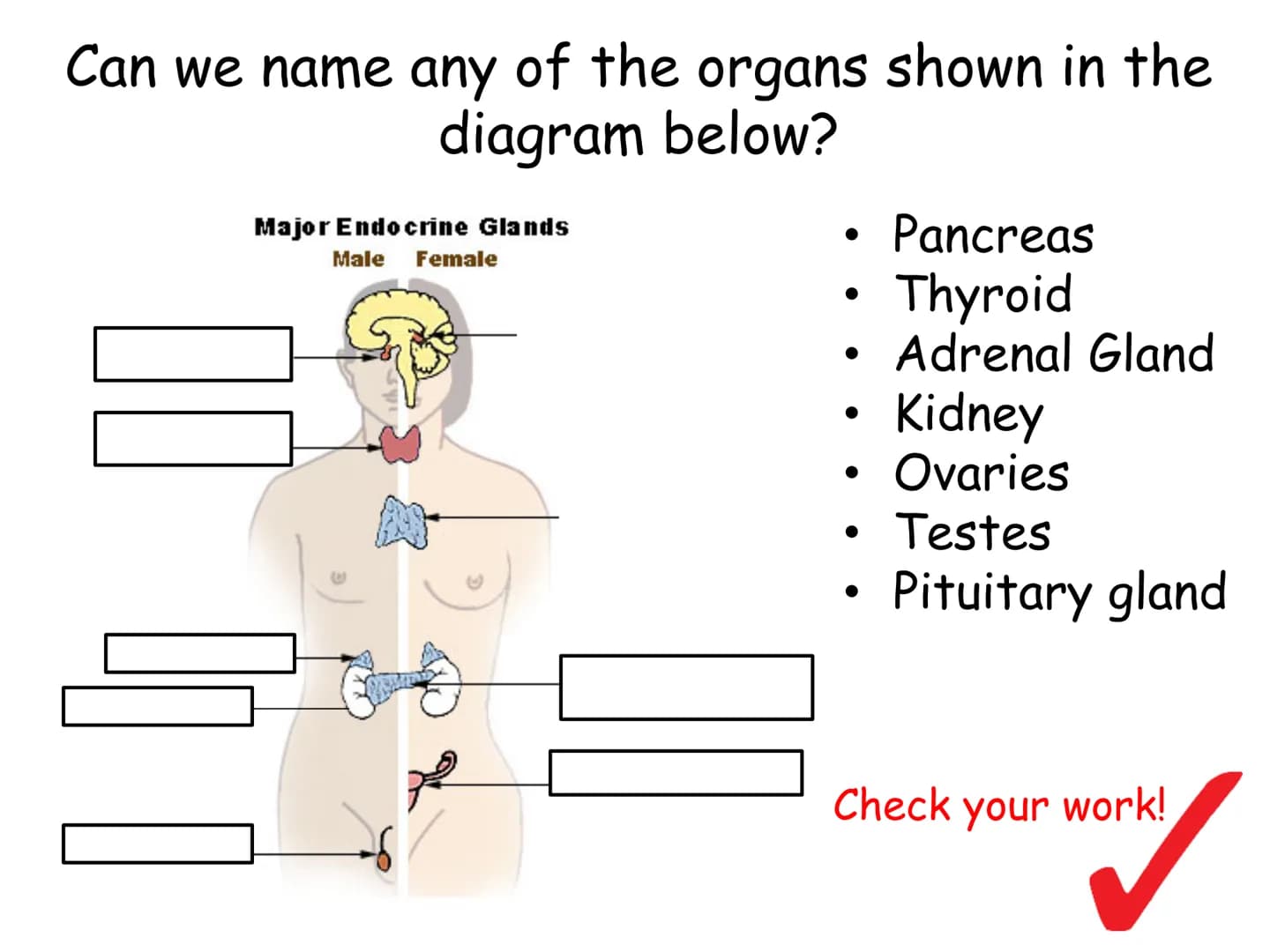 Hormones
The human body contains many organs,
which need to communicate with one
another. Hormones carry information.
between organs, hormon