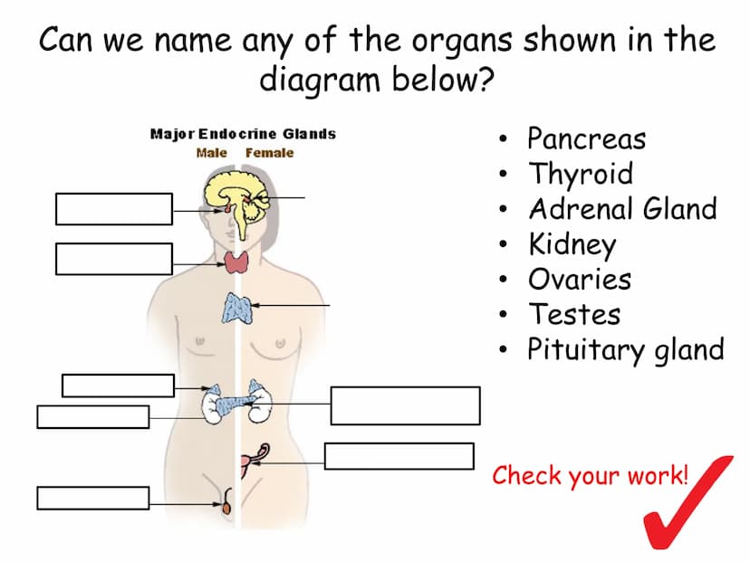Hormones
The human body contains many organs,
which need to communicate with one
another. Hormones carry information.
between organs, hormon