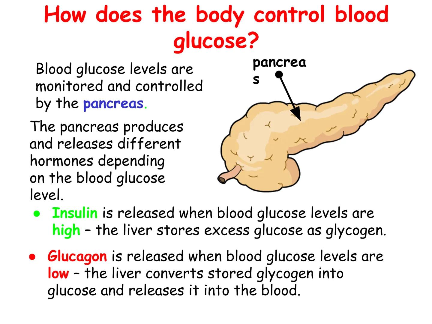 Hormones
The human body contains many organs,
which need to communicate with one
another. Hormones carry information.
between organs, hormon