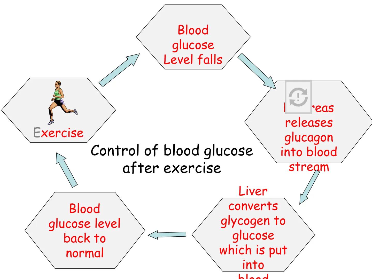 Hormones
The human body contains many organs,
which need to communicate with one
another. Hormones carry information.
between organs, hormon