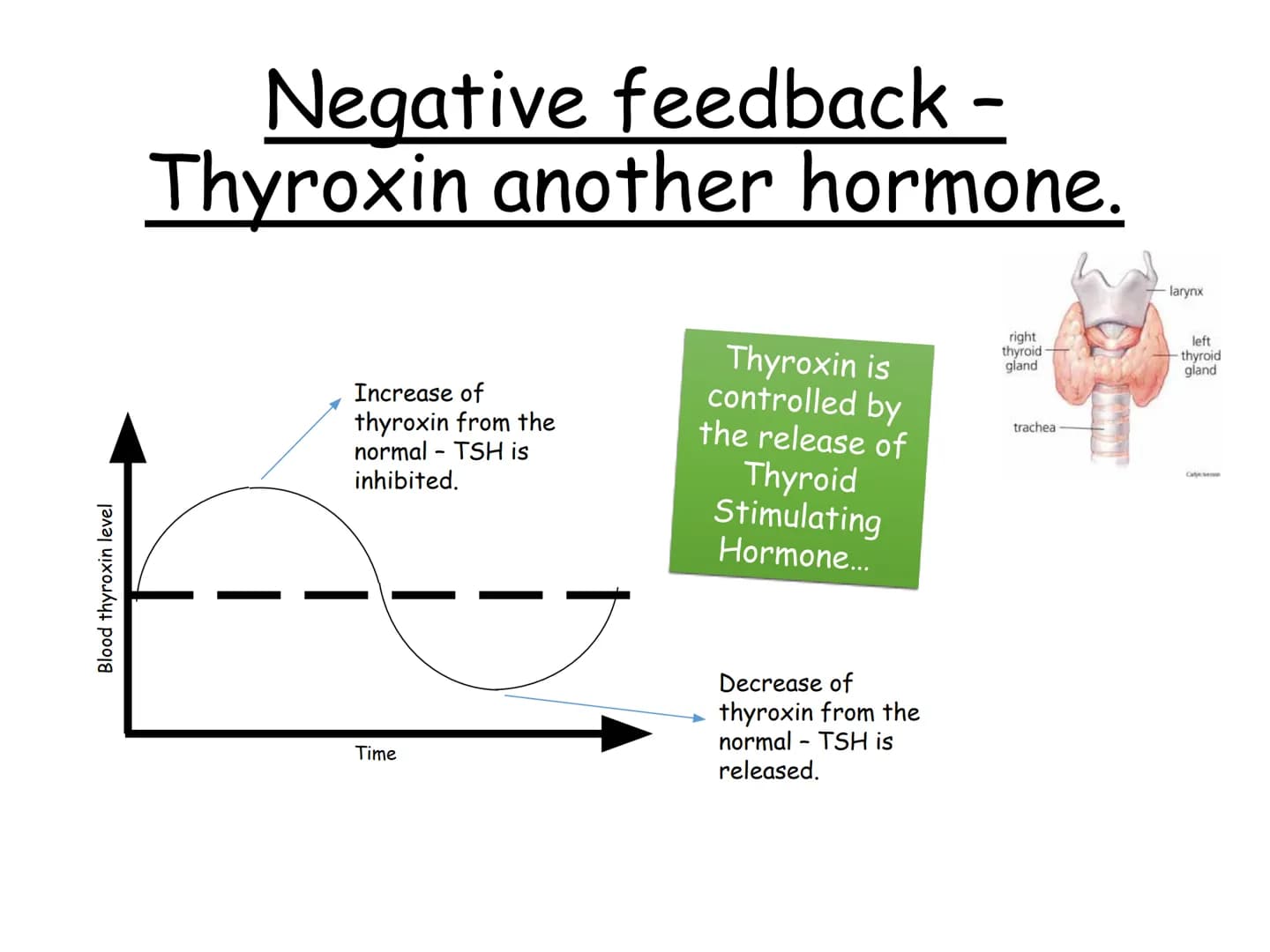 Hormones
The human body contains many organs,
which need to communicate with one
another. Hormones carry information.
between organs, hormon