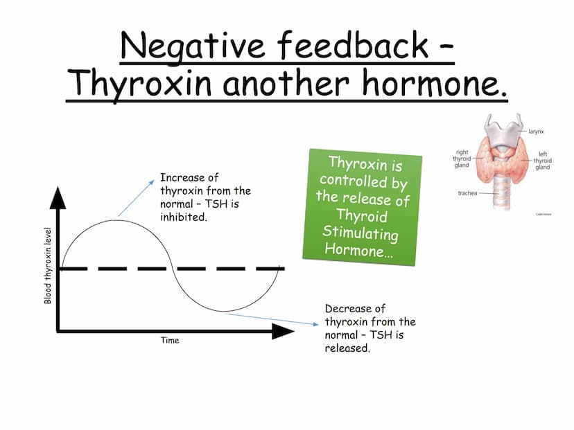 Hormones
The human body contains many organs,
which need to communicate with one
another. Hormones carry information.
between organs, hormon