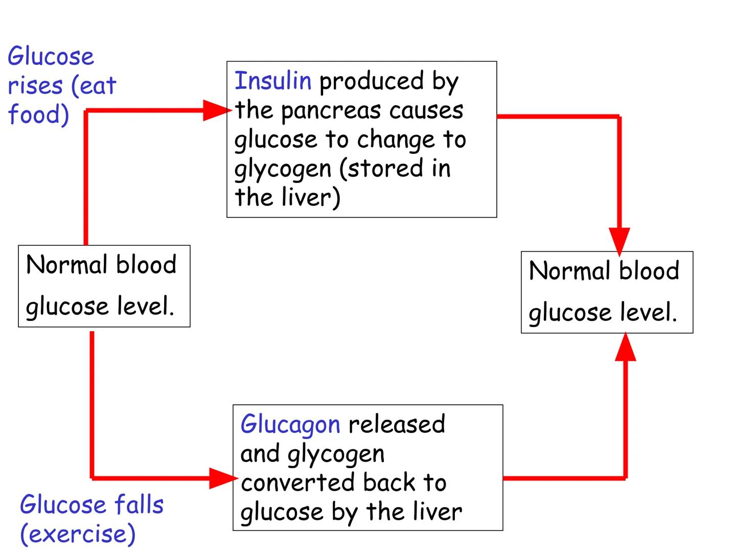 Hormones
The human body contains many organs,
which need to communicate with one
another. Hormones carry information.
between organs, hormon