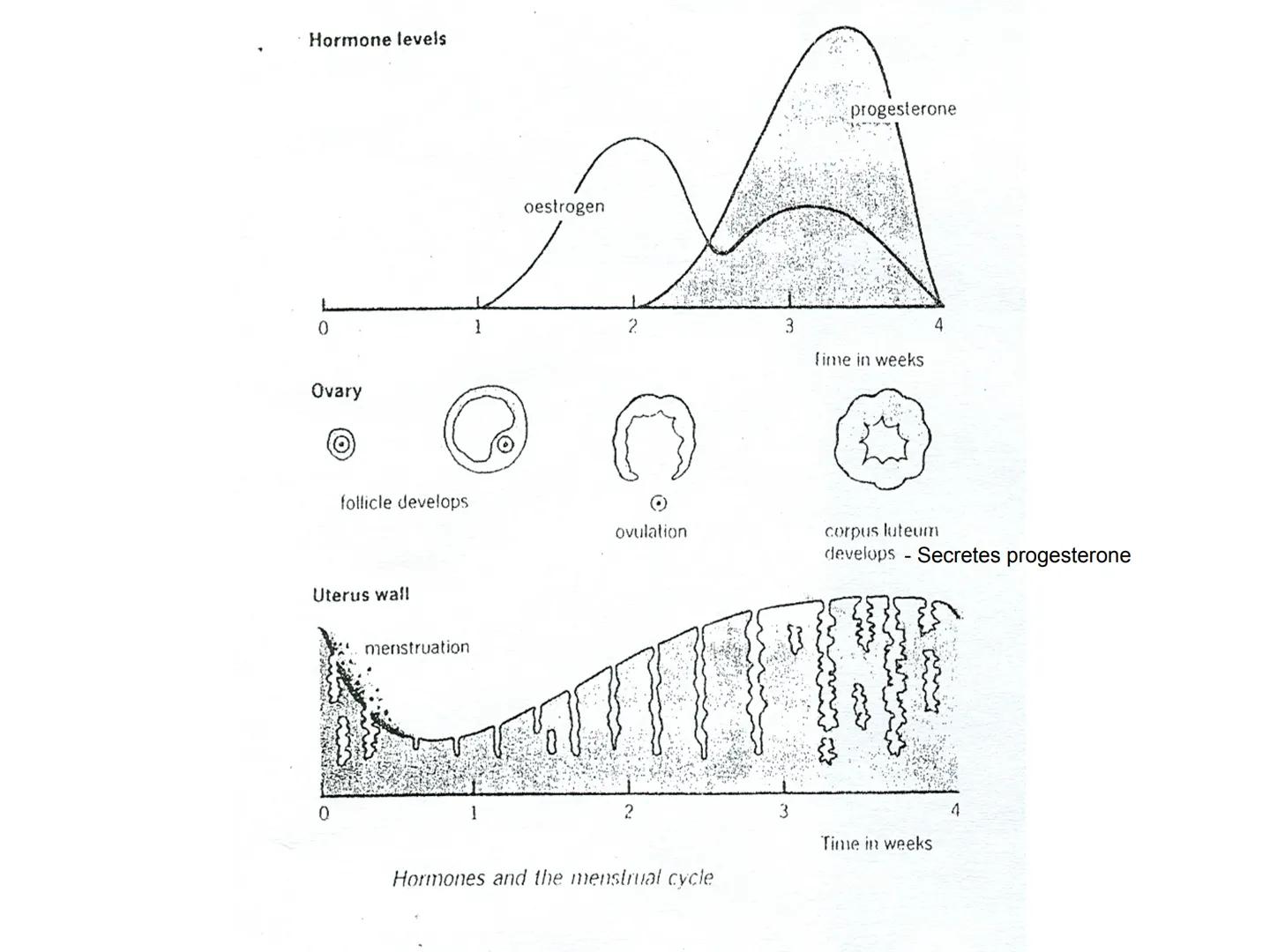 Hormones
The human body contains many organs,
which need to communicate with one
another. Hormones carry information.
between organs, hormon