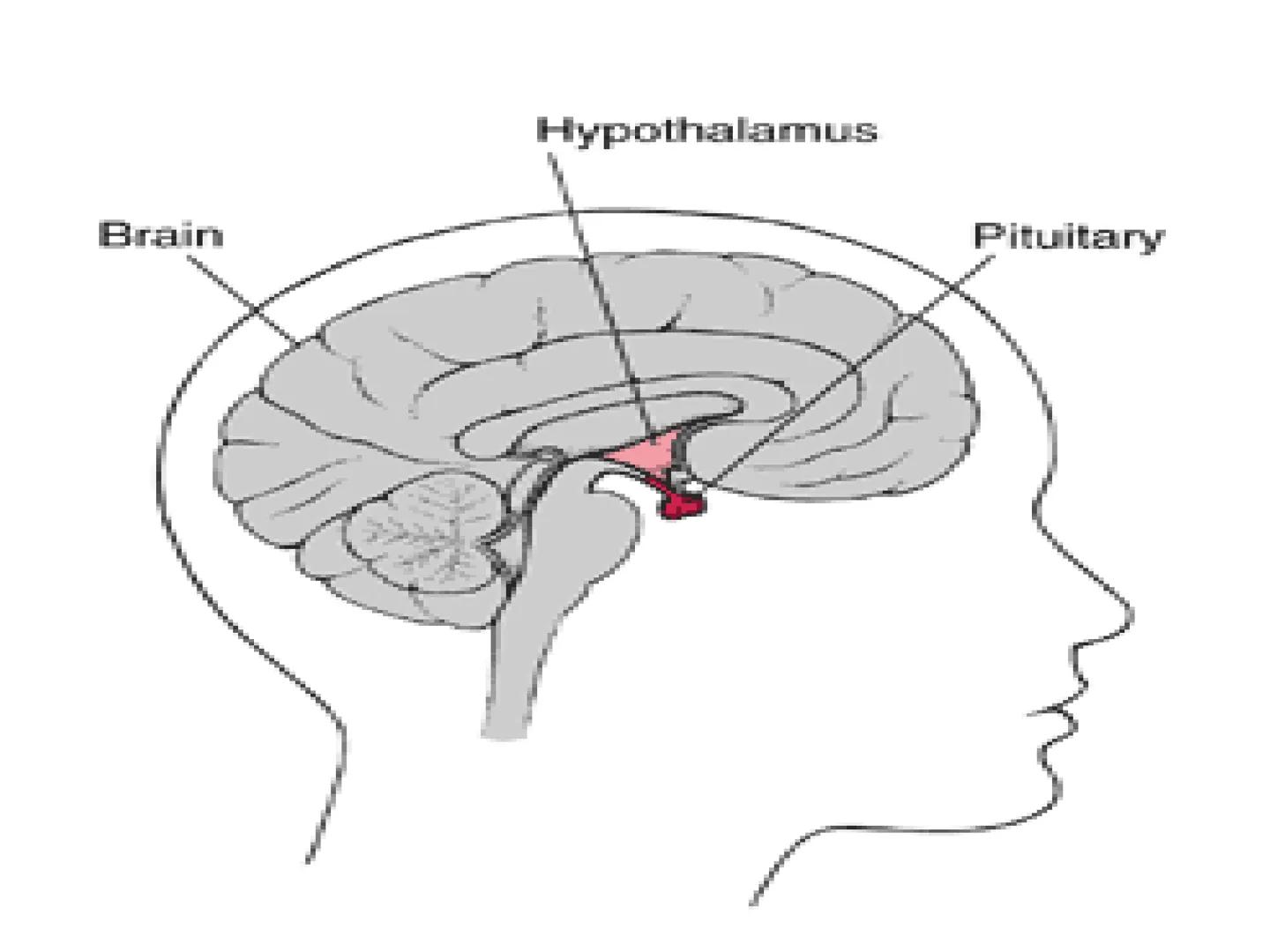 Hormones
The human body contains many organs,
which need to communicate with one
another. Hormones carry information.
between organs, hormon