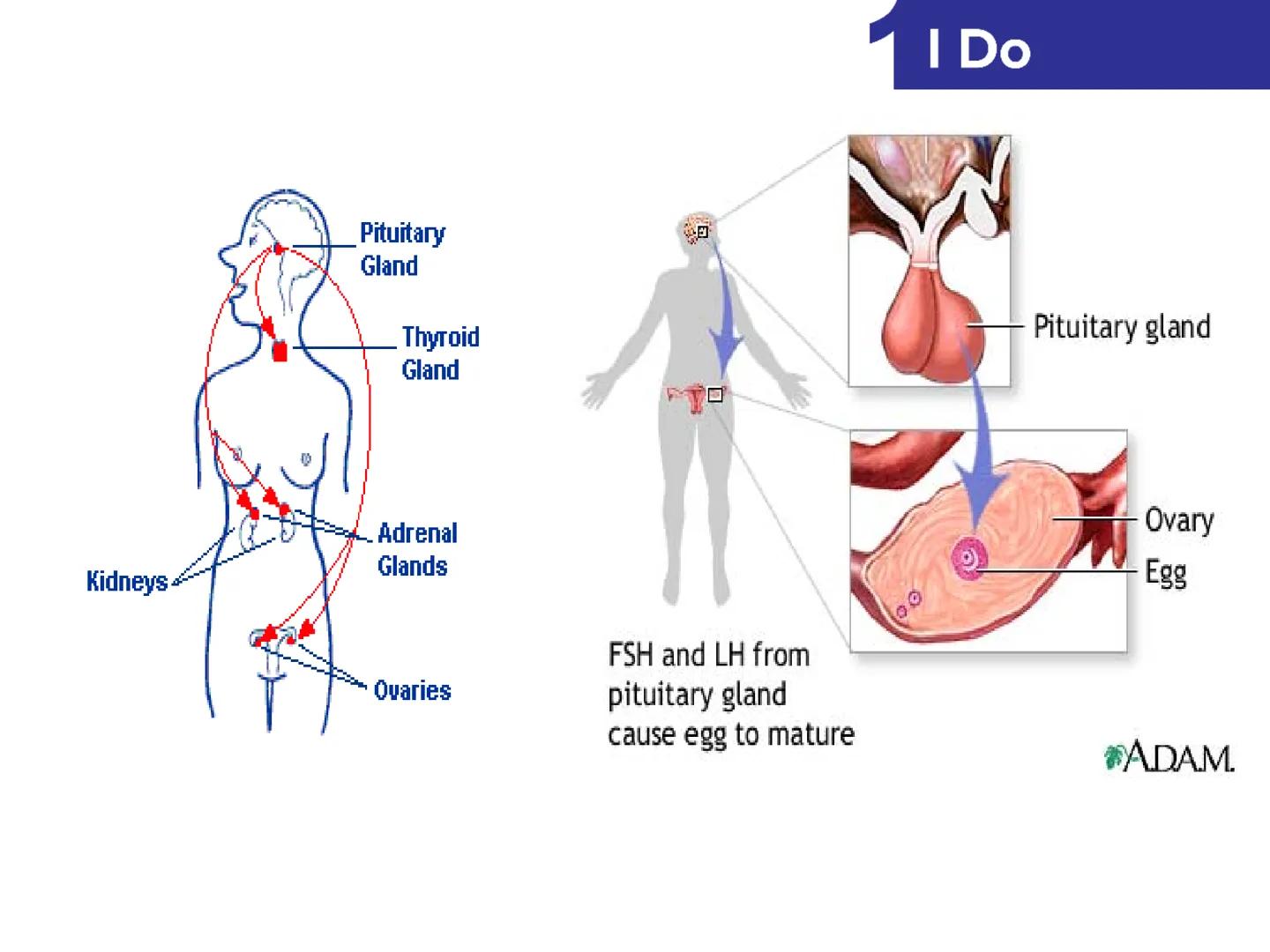 Hormones
The human body contains many organs,
which need to communicate with one
another. Hormones carry information.
between organs, hormon