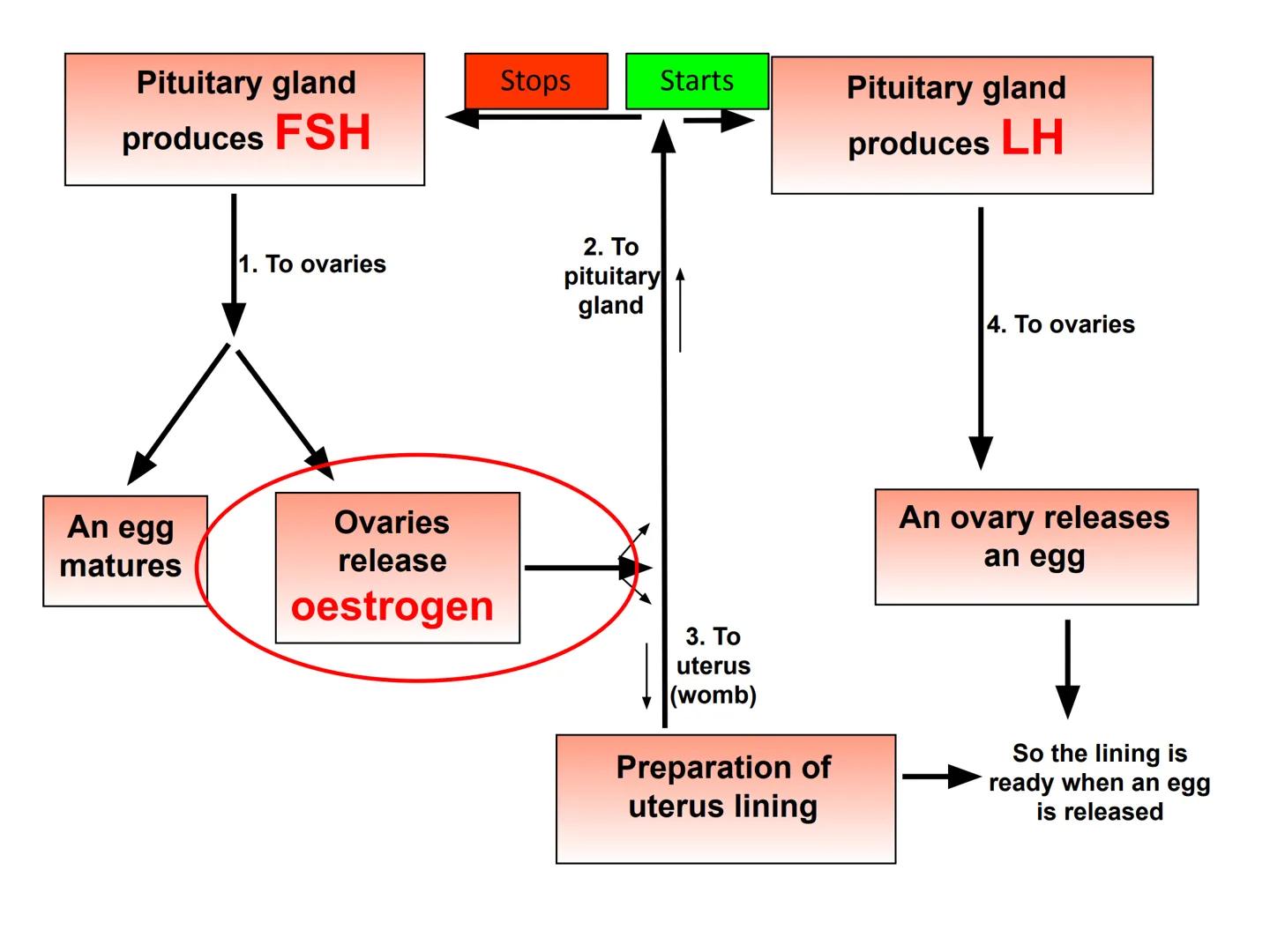 Hormones
The human body contains many organs,
which need to communicate with one
another. Hormones carry information.
between organs, hormon