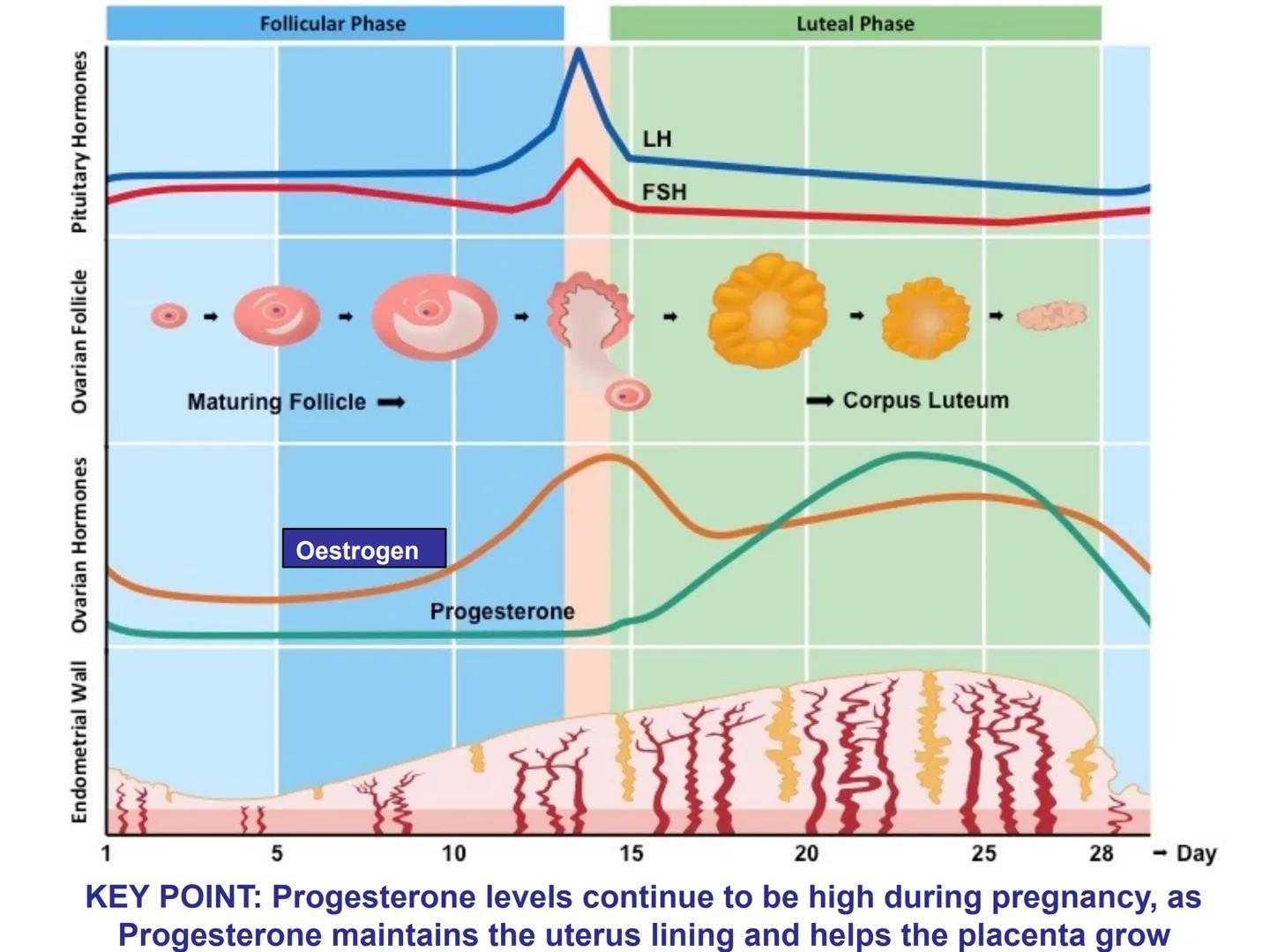 Hormones
The human body contains many organs,
which need to communicate with one
another. Hormones carry information.
between organs, hormon