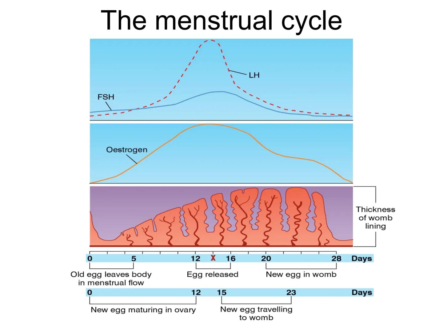 Hormones
The human body contains many organs,
which need to communicate with one
another. Hormones carry information.
between organs, hormon