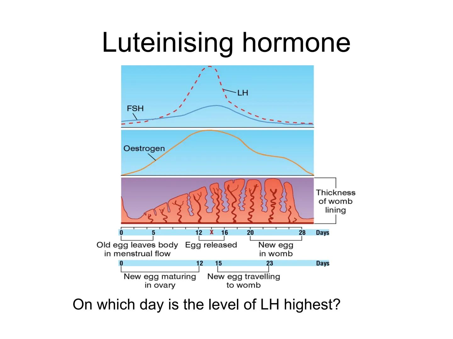 Hormones
The human body contains many organs,
which need to communicate with one
another. Hormones carry information.
between organs, hormon