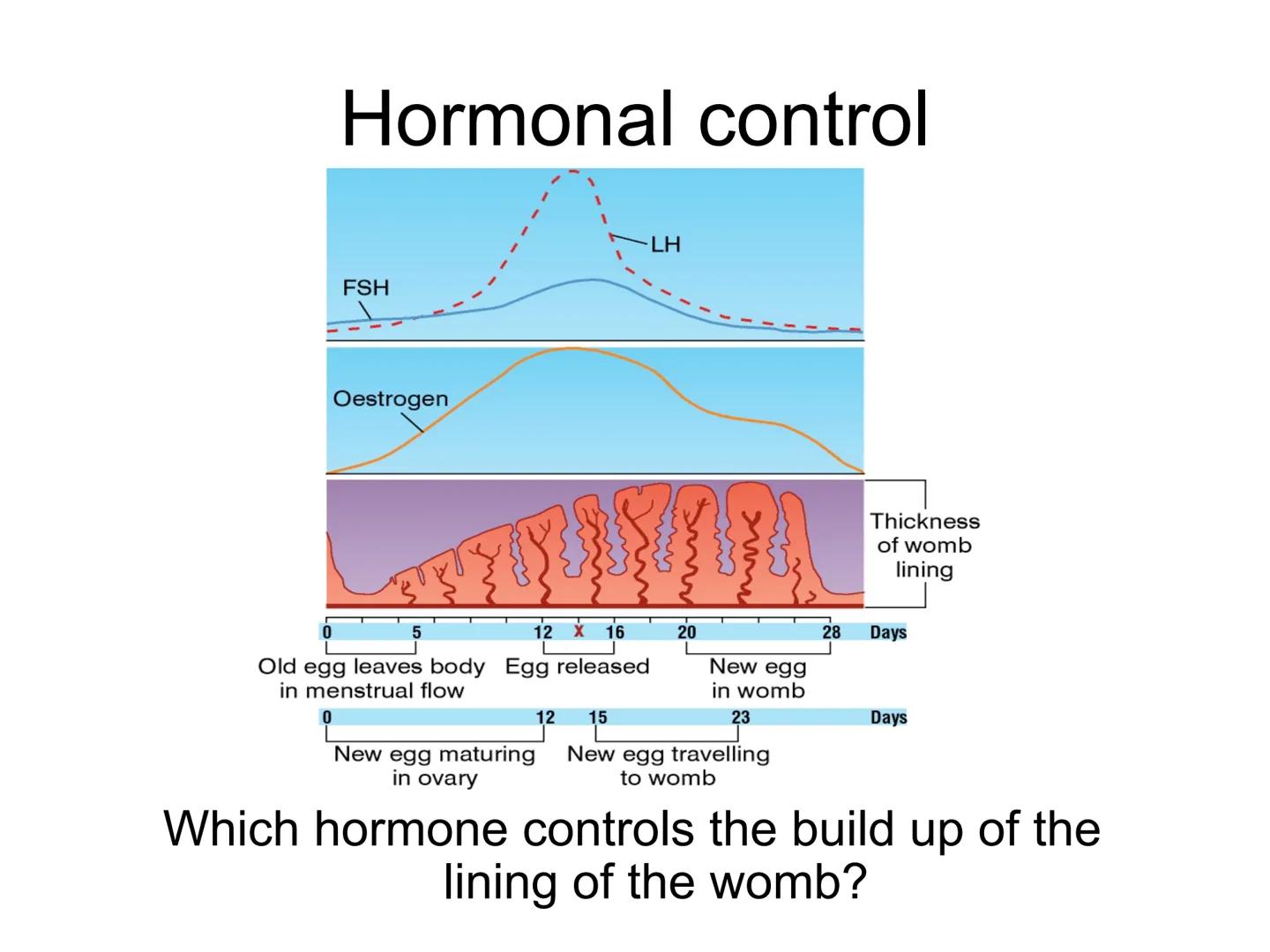 Hormones
The human body contains many organs,
which need to communicate with one
another. Hormones carry information.
between organs, hormon