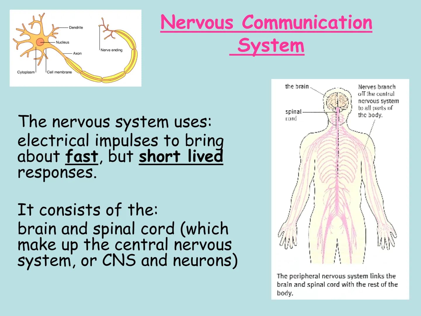 Hormones
The human body contains many organs,
which need to communicate with one
another. Hormones carry information.
between organs, hormon