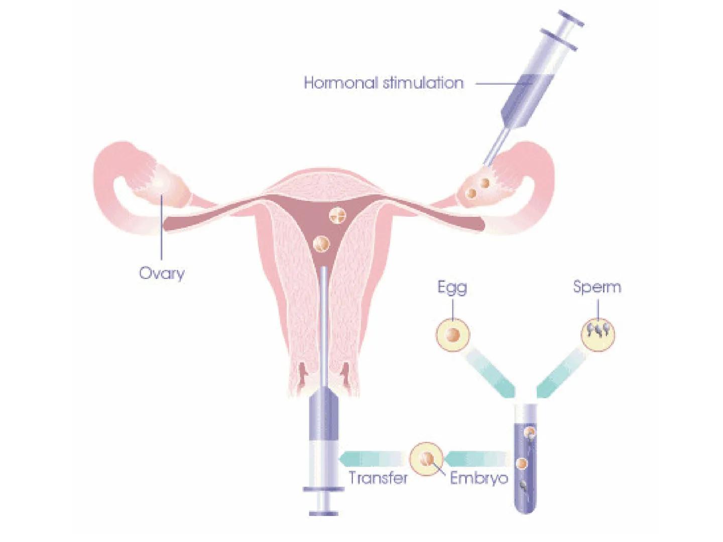 Hormones
The human body contains many organs,
which need to communicate with one
another. Hormones carry information.
between organs, hormon